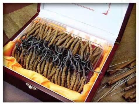 蓬安冬虫夏草回收